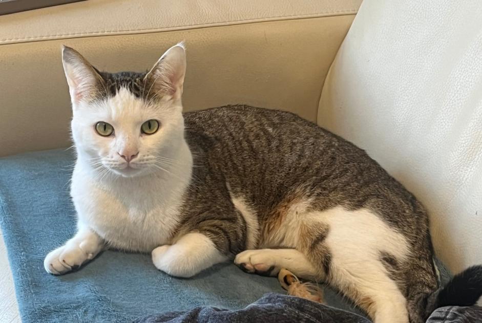 Disappearance alert Cat Male , 3 years Doudrac France