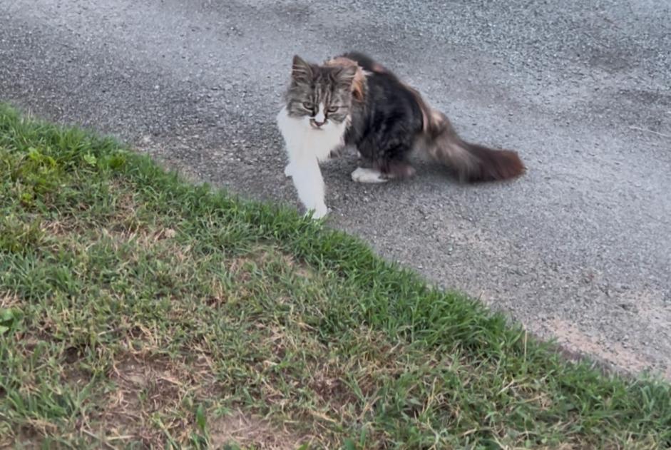 Discovery alert Cat Female Fourques-sur-Garonne France