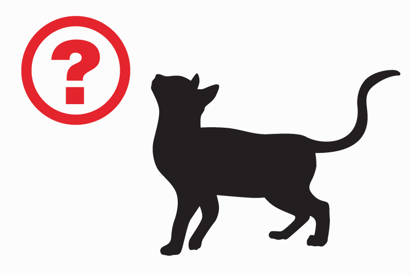 Disappearance alert Cat  Male , 1 years Baleyssagues France